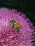 A honey bee collects nectar on a thistle flower, southern Ukraine