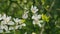 Honey Bee Collects Nectar. White Flower Of Citrus Trifoliata. Poncirus Trifoliata. Close up.