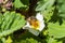 Honey bee collects pollen load or pollen pellet of white flowers strawberry. Strawberries flower petals and stamens with pollen cl