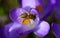 A honey bee collects pollen from a purple crocus in a meadow in Bavaria in springtime