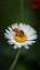 Honey bee collects pollen from single flower in natural setting