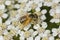 Honey bee covered in orange pollen on yarrow flowers, Connecticut.