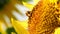 Honey bee covered with pollen collecting nectar yellow sunflower, close up view.