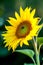 Honey bee covered with yellow pollen collecting nectar in flower. Animal is sitting collecting in sunny summer sunflower. Importan