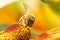 Honey bee covered with yellow pollen drink nectar, pollinating flower. Inspirational natural floral spring or summer blooming