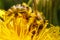 Honey bee covered with yellow pollen drink nectar, pollinating yellow dandelion flower. Inspirational natural floral
