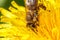 Honey bee covered with yellow pollen drink nectar, pollinating yellow dandelion flower. Inspirational natural floral