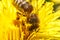 Honey bee covered with yellow pollen drink nectar, pollinating yellow dandelion flower. Inspirational natural floral spring or