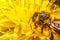 Honey bee covered with yellow pollen drink nectar, pollinating yellow dandelion flower. Inspirational natural floral spring or