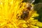 Honey bee covered with yellow pollen drink nectar  pollinating yellow dandelion flower. Inspirational natural floral spring or