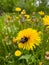 Honey bee covered with yellow pollen drink nectar, pollinating yellow dandelion flower. Inspirational natural floral spring or