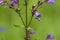 Honey bee crawling into Purple Coneflower