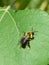 Honey Bee crawling on a sunflower leaf on Fall day in Littleton, Massachusetts, Middlesex County, United States. New England Fall.