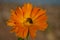 Honey Bee cross pollinating an orange flower