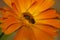 Honey Bee cross pollinating an orange flower