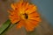 Honey Bee cross pollinating an orange flower