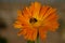 Honey Bee cross pollinating an orange flower