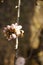 honey bee cross pollinating white almond blossoms