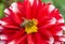 Honey bee on Dahlia flower