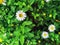 Honey Bee on daisy flowers in meadow. Insect sits on white flower of common daisy. Bee picking pollen chamomile flower. Bee eating