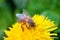 Honey Bee on a Dandelion Flower