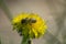 Honey bee on dandelion during springtime  macro photography  yellow pollen  beauty in nature