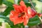 A honey bee diving into a pomegranate. pomegranate flower being pollinated by a bee. honey bee collecting nectar from flower.