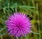 Honey Bee Drinking Collecting nectar from a Bull Thistle