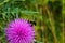 Honey Bee Drinking nectar from a Bull Thistle