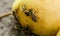 Honey bee drinks sweet juice of ripe apple