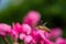 a honey bee eating honey from a pink flower blossom