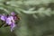 Honey bee  on a Erysimum Bowles Mauve wallflower