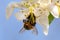 Honey bee, extracting nectar from fruit tree flowe