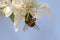 Honey bee, extracting nectar from fruit tree flower