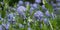 Honey bee extrcting nectar from flowering Blue Blossom Ceanothus evergreen shrub close up.