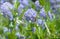 Honey bee extrcting nectar from flowering Blue Blossom Ceanothus evergreen shrub close up.