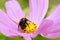 Honey bee feeding on cosmos flower