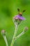 Honey bee feeding on Hemisteptia flower in garden