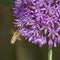 Honey bee feeding on purple allium flower