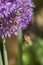 Honey bee feeding on purple allium flower