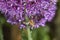 Honey bee feeding on purple allium flower