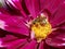 Honey bee feeding on red dahlia flower