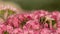 Honey bee feeding on sedum flower
