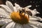 Honey bee feeds on the nectar of a daisy flower in the morning with water drops on petal