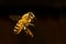 Honey bee flight