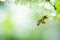 Honey bee in flight approaching blossoming tree