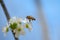 Honey bee in flight approaching blossoming wax cherry flowers