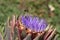 Honey Bee in flight,  pollinate bright Very Peri purple seasonal artichoke Flower photographed against dark green background.