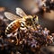 Honey bee on a flower with dramatic lighting