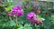 Honey bee with flower geranium